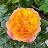 Kensington Gardens Rose