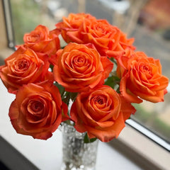 Kings Day Rose