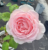 Kyouka Rose