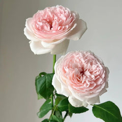 Kyouka Rose