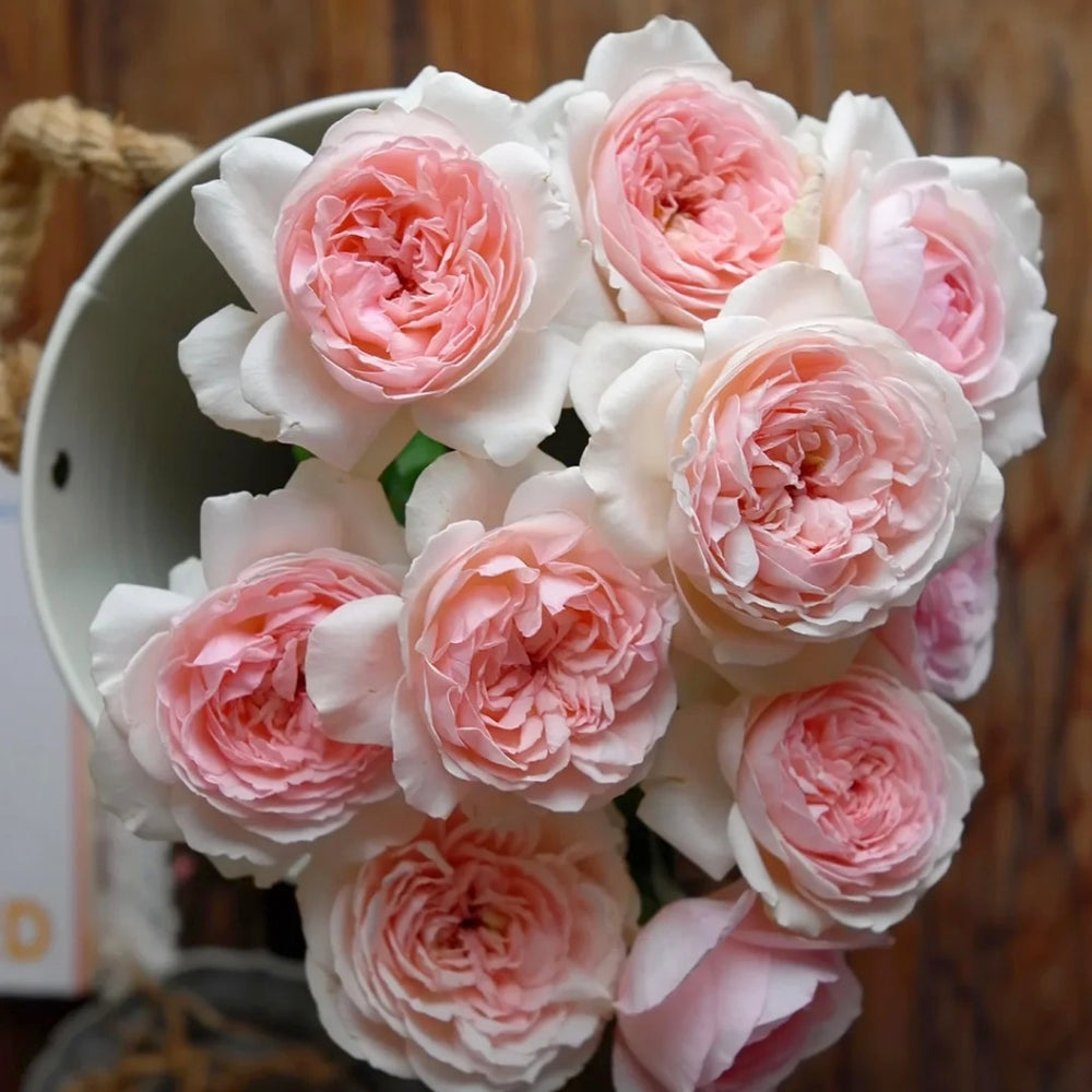 Kyouka Rose