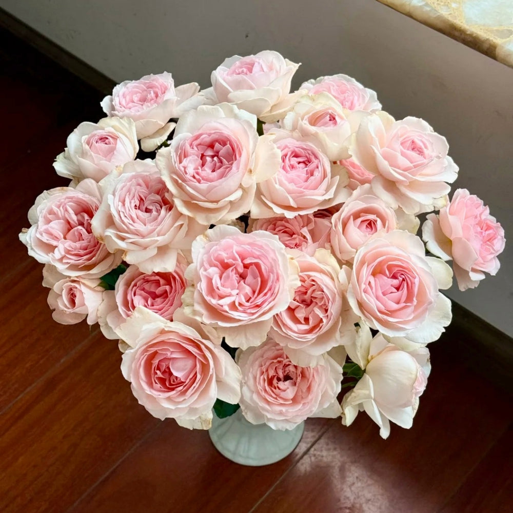 Kyouka Rose