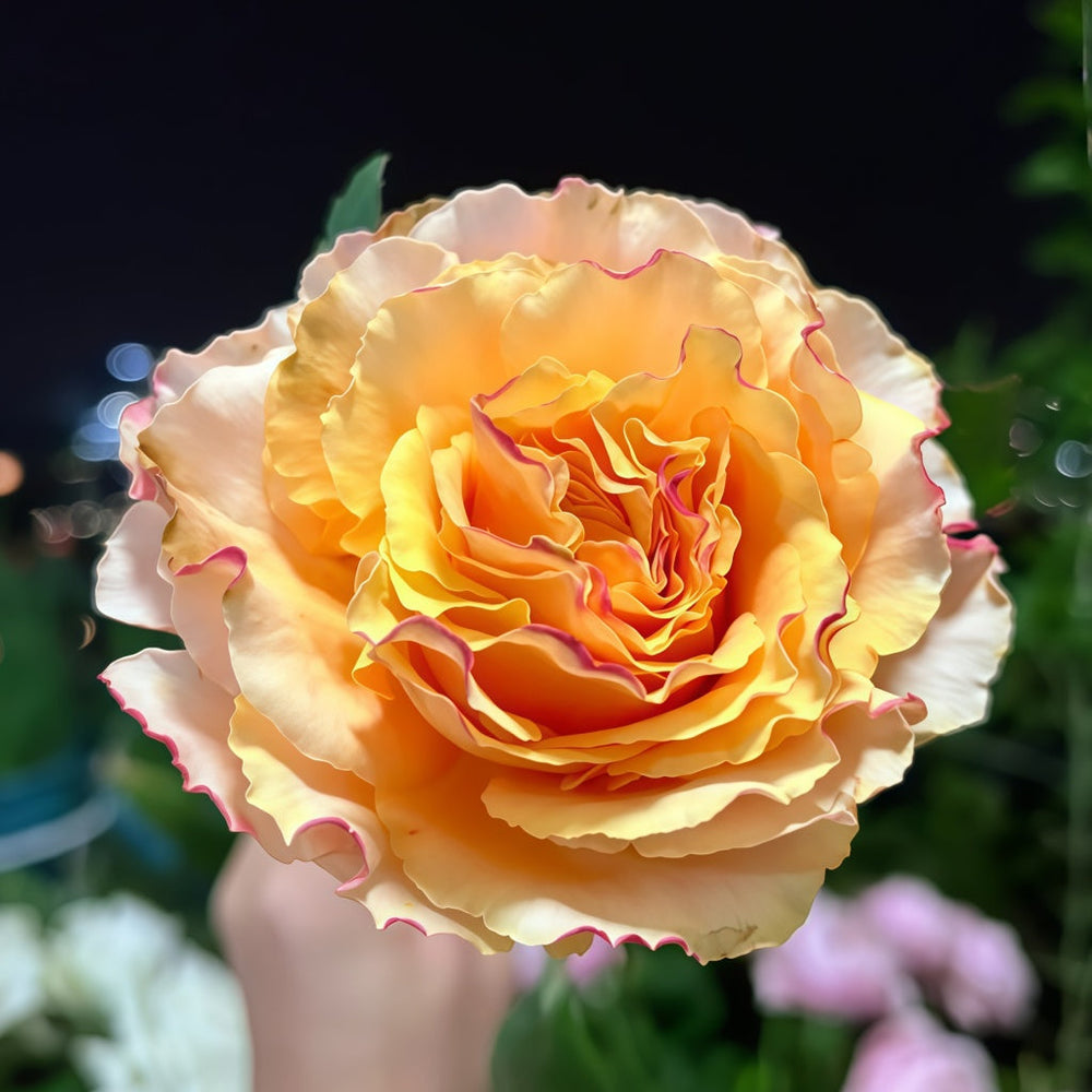 La Campanella Rose