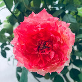 La Chance D'amour Rose