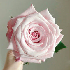 Lady Raphaela Rose