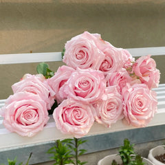 Lady Raphaela Rose