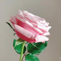 Lady Raphaela Rose