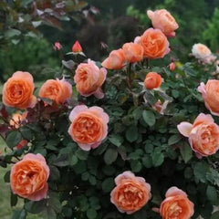 Lady Emma Hamilton Rose