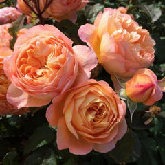 Lady Emma Hamilton Rose
