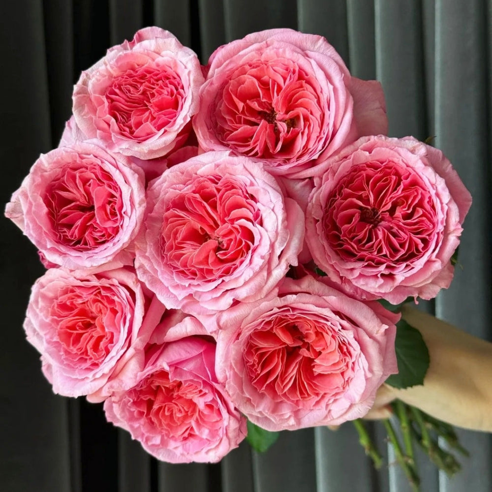 Laurent Cabrol Rose