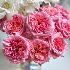 Laurent Cabrol Rose