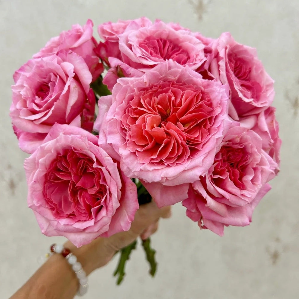 Laurent Cabrol Rose