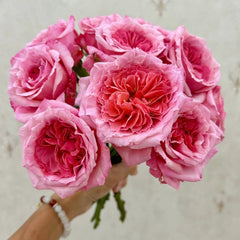 Laurent Cabrol Rose