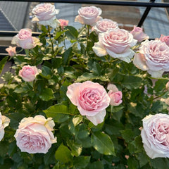 Laventine+ Rose