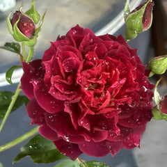 Laylah Rose