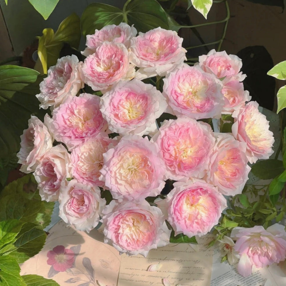 Le Rire Rose