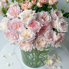 Le Rire Rose