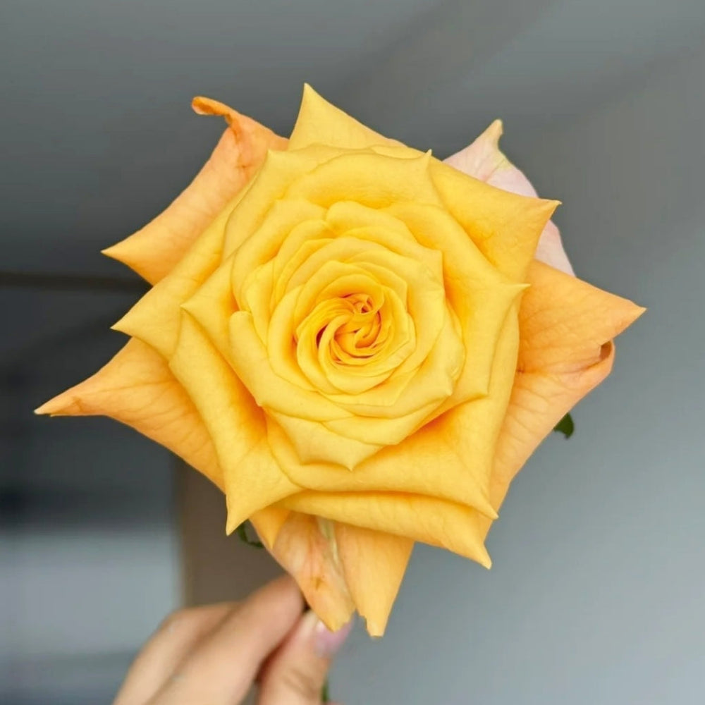 Lemon Milk Tea Rose