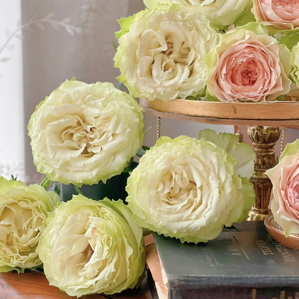 Lemonade Rose