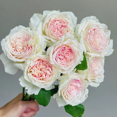 Les FrAIsesLes Rose