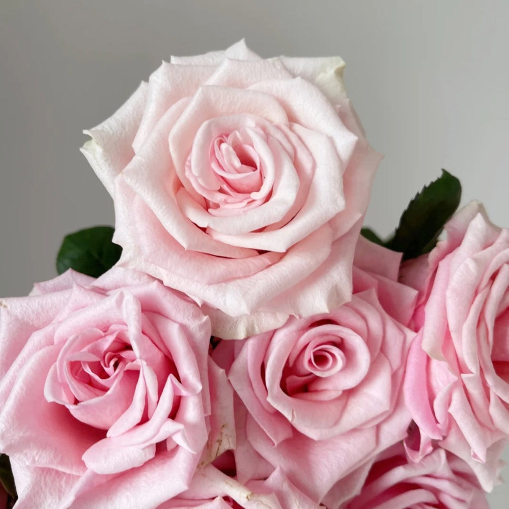 Light Pink Elves Rose