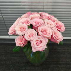 Light Pink Elves Rose