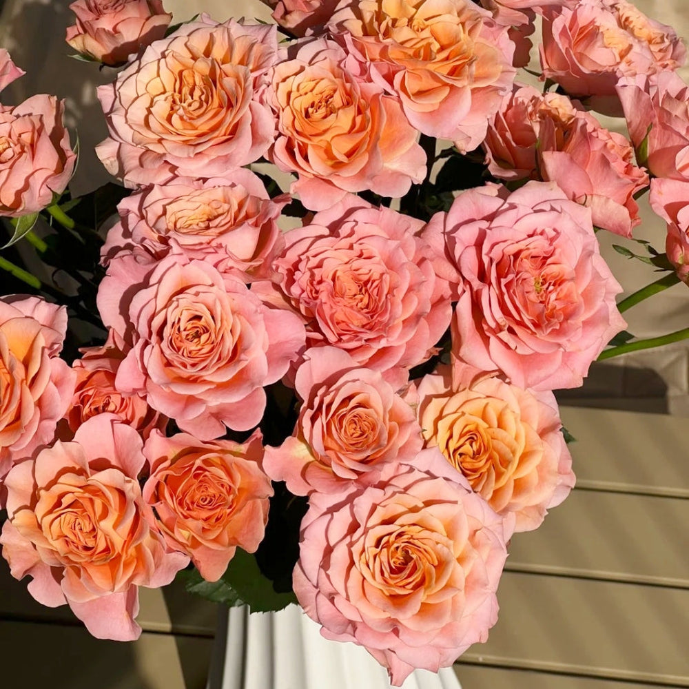 Light Shadow Rose