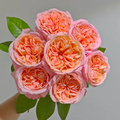 London Eye Rose