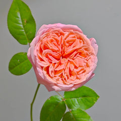 London Eye Rose