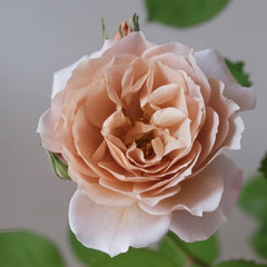 Lori Rose
