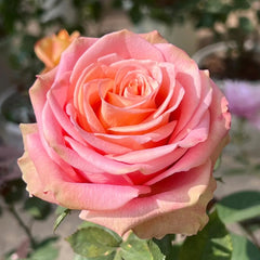 Love Pearl Rose