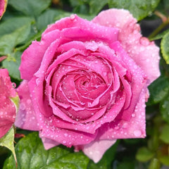 M-Nostalgic Elegance Rose