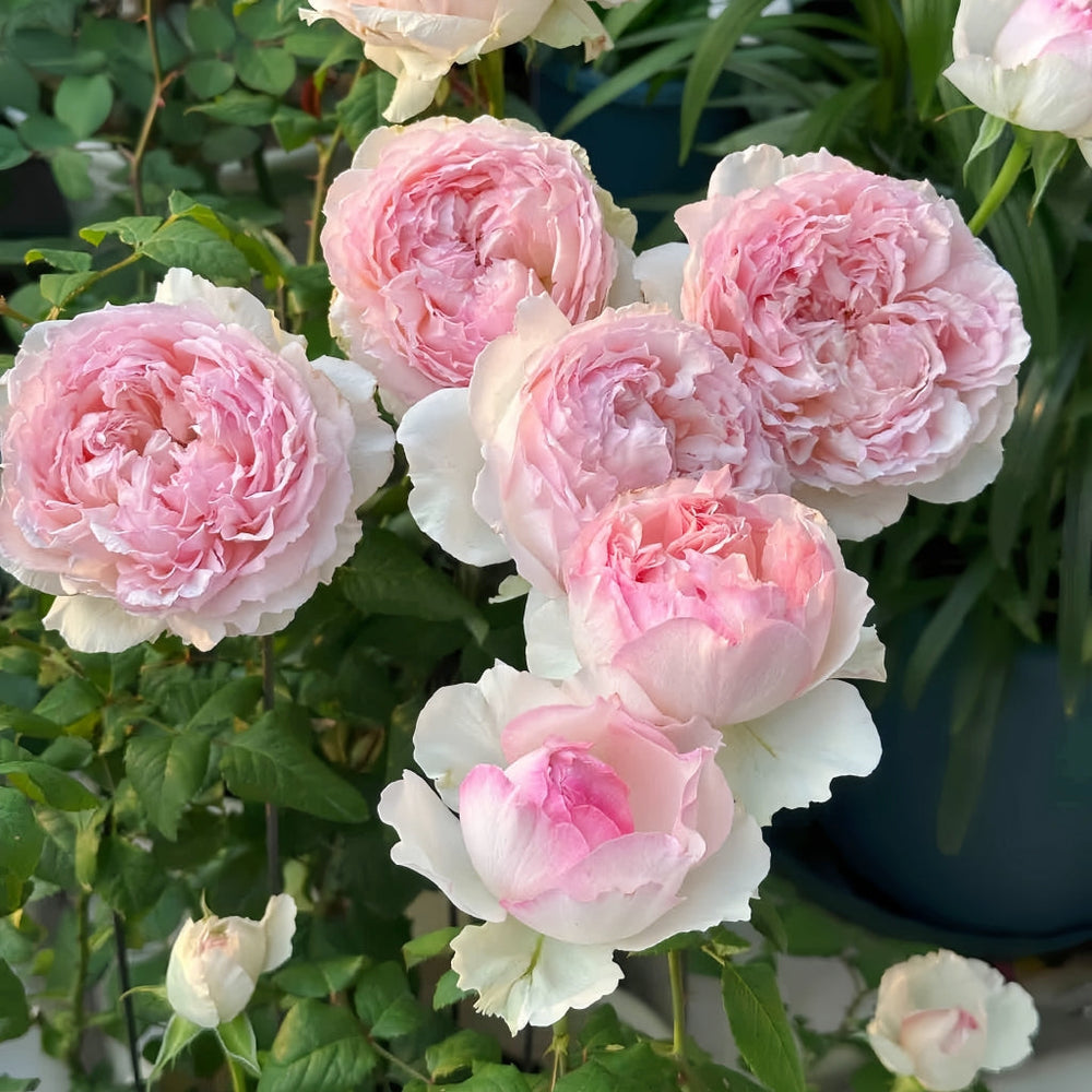 M-Perzik Rose