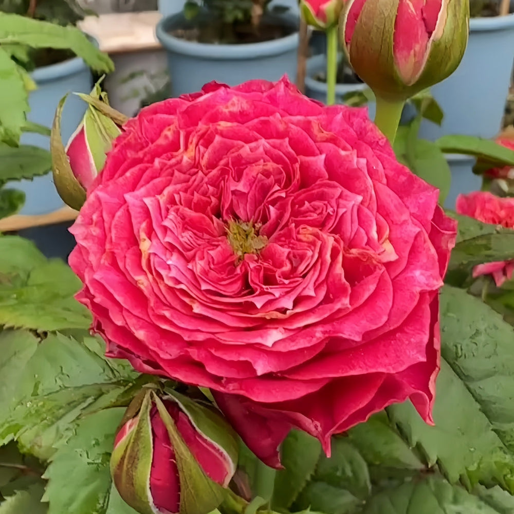 Magic Vuvuzela Rose