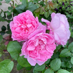 Mary Rose