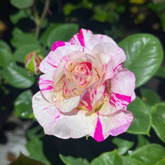 Maurice Utrillo Rose
