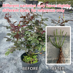 Maurice Utrillo Rose