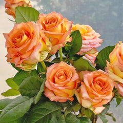 Mighty+ Rose