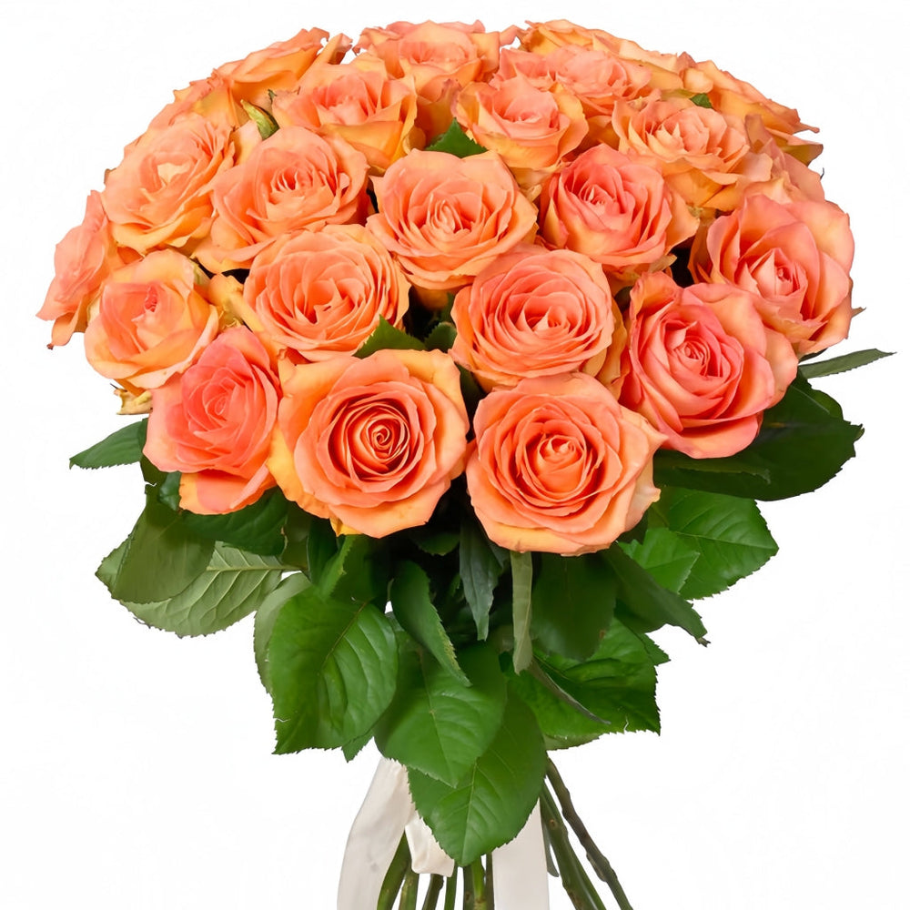 Mighty+ Rose