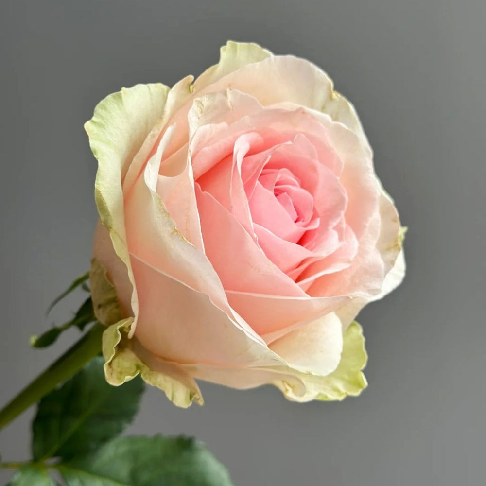 Mind Reading Rose
