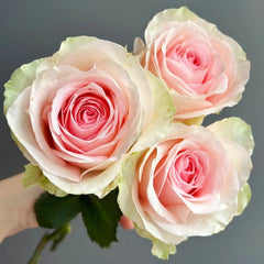 Mind Reading Rose