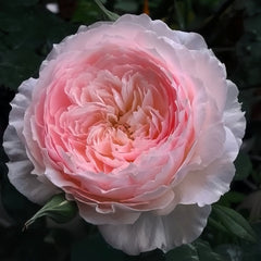Misaki Rose