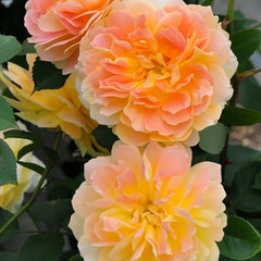 Molineux Rose