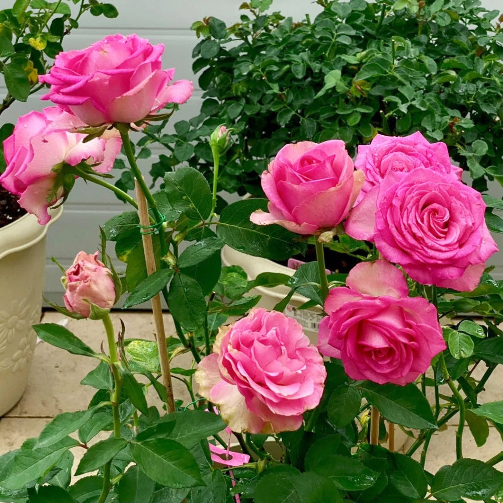 Mon Amour Rose
