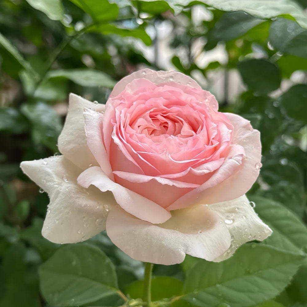 Mona Lisa Rose