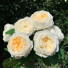 Moon Fairy Rose