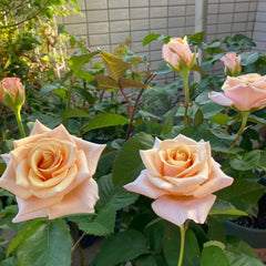 Mother of Pearl Rose