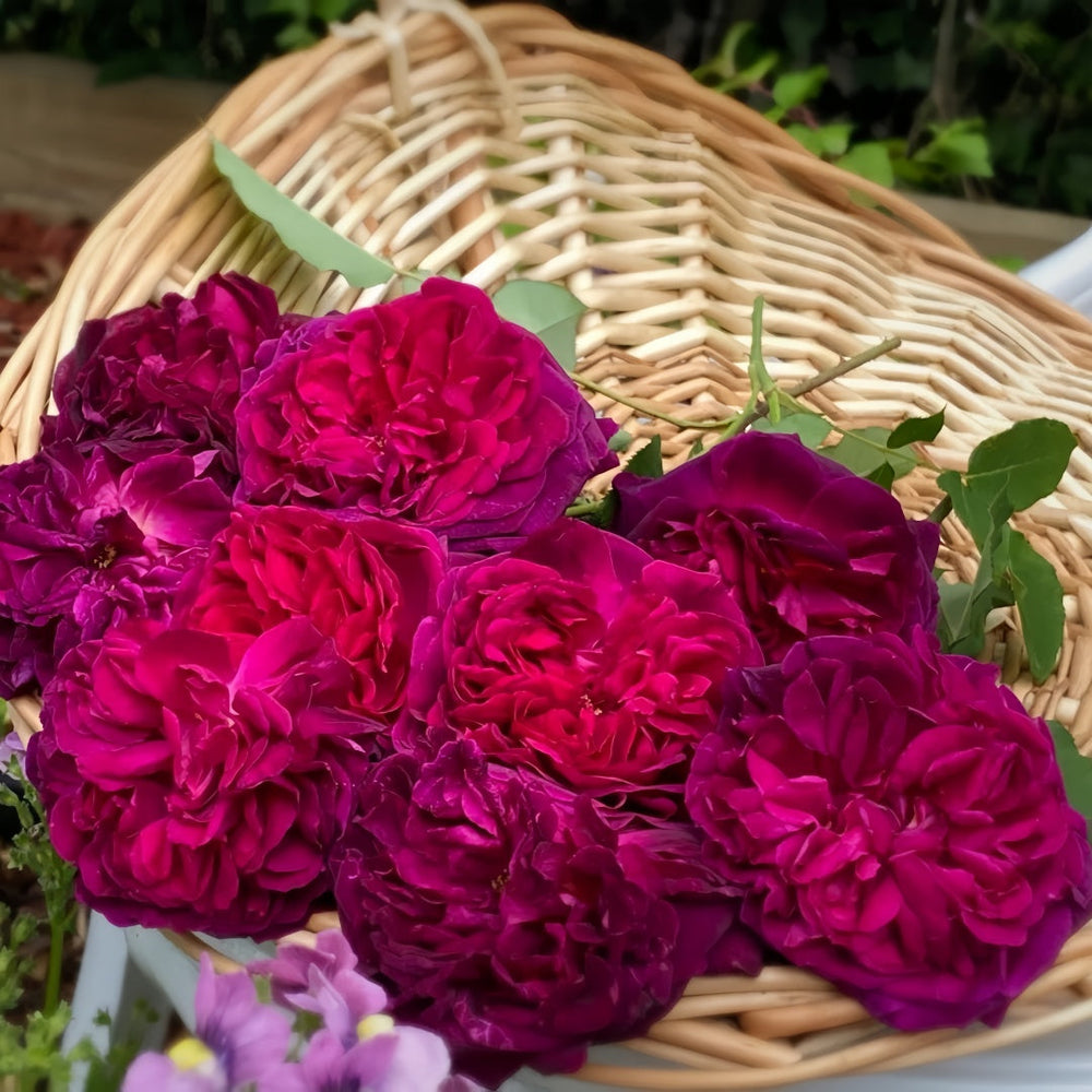 Munstead Wood rose blooms in wicker basket - vibrant magenta, garden ready