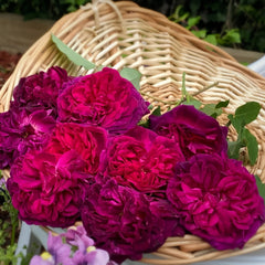 Munstead Wood rose blooms in wicker basket - vibrant magenta, garden ready