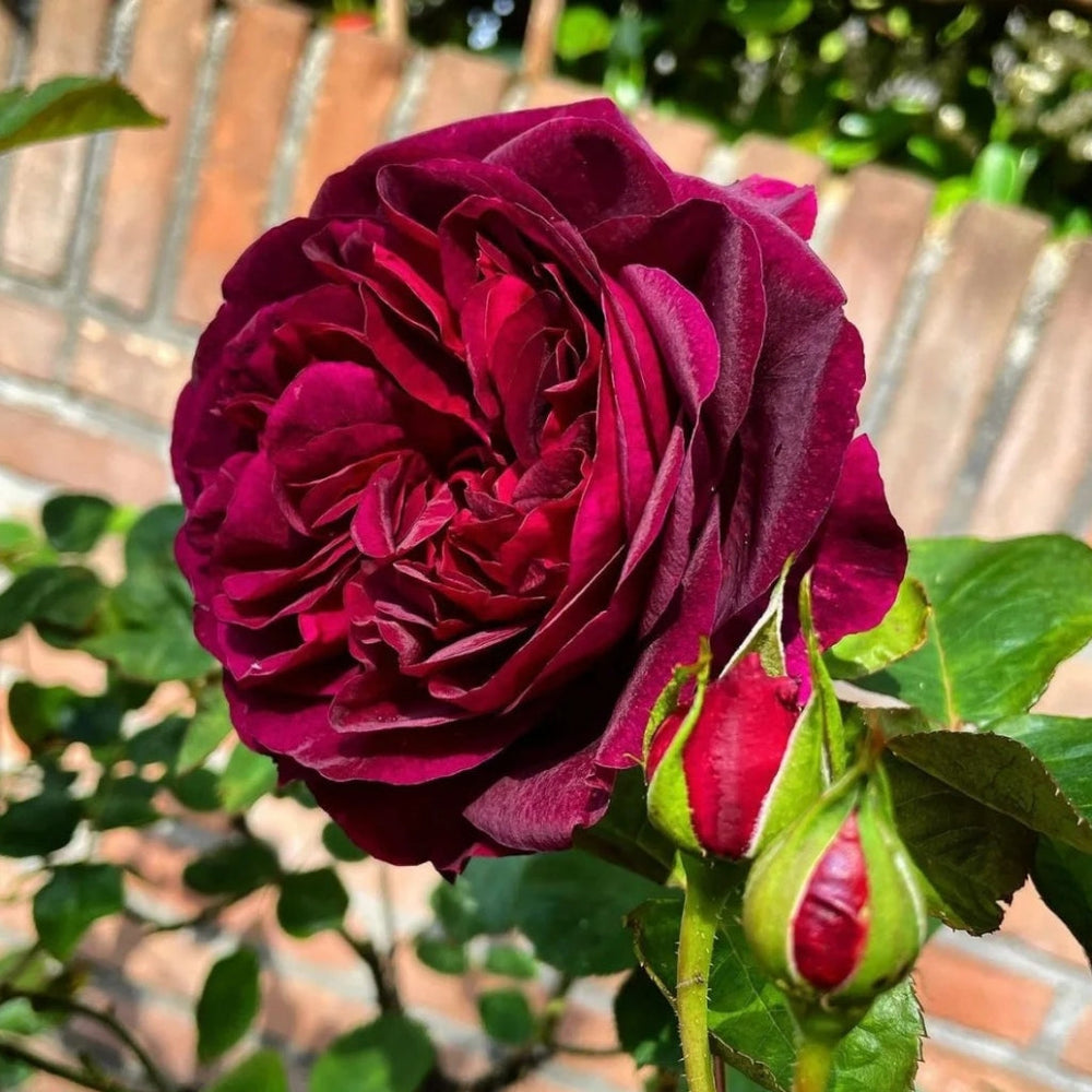 Burgundy Munstead Wood rose bloom with buds, green leaves - RosesPlant premium